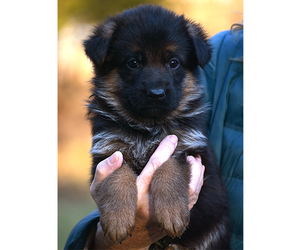 Female German Shepherd Puppy for Sale in Maryland, Pennsyvania, West Virginia, Virginia, East Coast, the best German Shepherd breeder in the USA